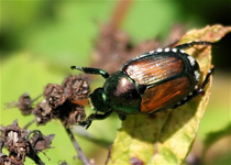 Japanese Beetles 1