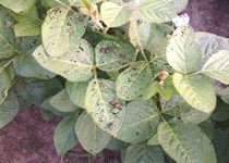 Soybean Plant