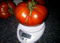 Tomato on Scale